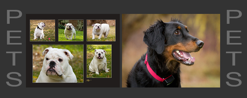 Pet photography collection
